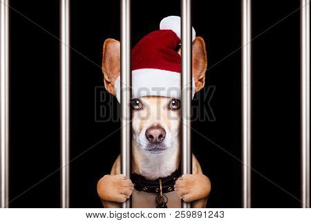 Mugshot Of A Christmas Santa Bad Dog Behind Bars In Jail Or Prison
