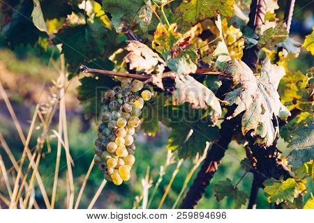 Mature Green / White Grapes In The Vineyards. Ready For Harvest.