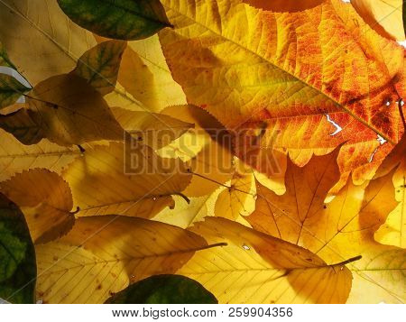 Fallen Autumn Leaves On The Lumen. Plant Texture.  Background.