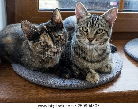 Portrait Of Two Cats Lying On A Window. Two Cute Kittens On The Window.