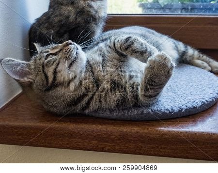 Portrait Of Two Cats Lying On A Window. Two Cute Kittens On The Window. Little Kittens Play On The W