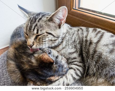 Portrait Of Two Cats Lying On A Window. Two Cute Kittens On The Window. Little Kittens Play On The W
