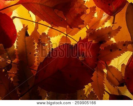 Fallen Autumn Leaves On The Lumen. Plant Texture.  Background.