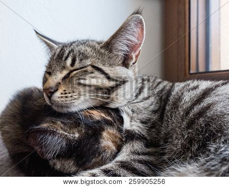 Portrait Of Two Cats Lying On A Window. Two Cute Kittens On The Window.