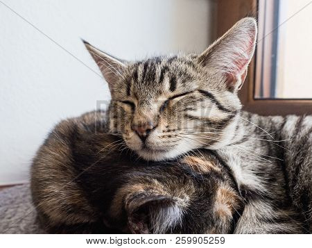 Portrait Of Two Cats Lying On A Window. Two Cute Kittens On The Window.