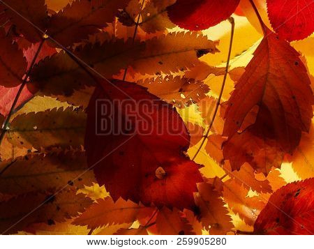 Fallen Autumn Leaves On The Lumen. Plant Texture.  Background.