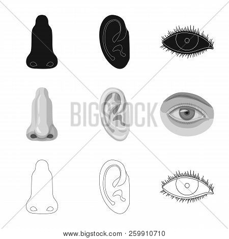 Isolated Object Of Human And Part Sign. Collection Of Human And Woman Stock Vector Illustration.