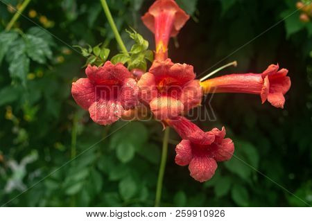 Close-up. Long Pink Flowers. Long Flowers Tubules