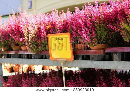 Cultivated Potted Pink Calluna Vulgaris Or Common Heather Flowers In Sunlight, Toned