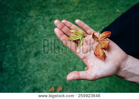 Yellow Autumn Leaves In The Palm Of A Girl.