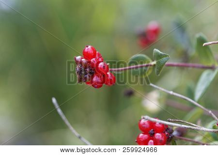 Berries Of An Italian Woodbine (lonicera Caprifolium)
