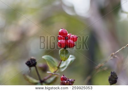 Berries Of An Italian Woodbine (lonicera Caprifolium)