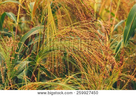 Cultivated Proso Millet In Agricultural Field, Close Up