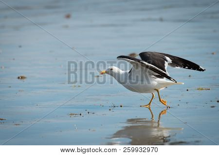 A Lesser Black-backed Gull (larus Fuscus) Taking Off A Beach On A Sunny Day In Summer