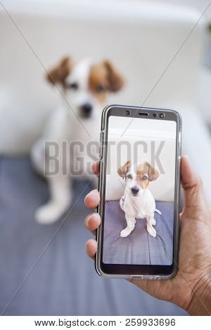 Lovely Dog Captured By A Screen On A Phone