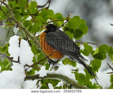 Side View Of A Robin Pearched On A Snow Covered Branch.