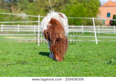 Portrait Of A Mini Shetlandpony On A Green Meadow