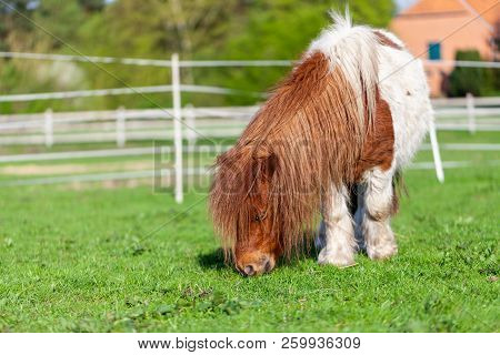 Portrait Of A Mini Shetlandpony On A Green Meadow