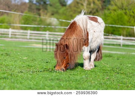 Portrait Of A Mini Shetlandpony On A Green Meadow