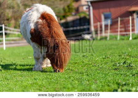 Portrait Of A Mini Shetlandpony On A Green Meadow