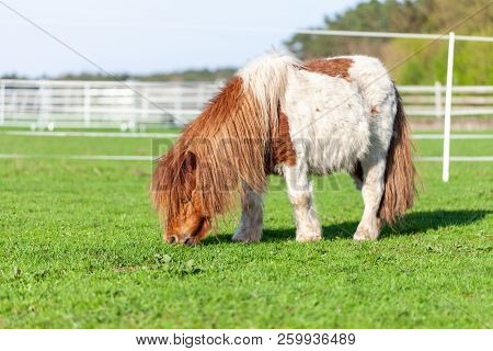 Portrait Of A Mini Shetlandpony On A Green Meadow