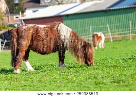 Portrait Of A Mini Shetlandpony On A Green Meadow