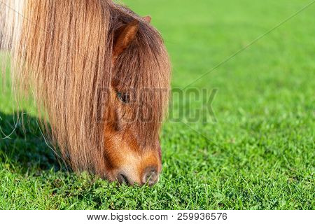 Portrait Of A Mini Shetlandpony On A Green Meadow
