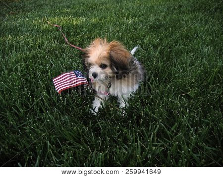 Cavachon Puppy Waving Usa Flag For Holiday
