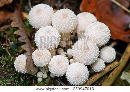 Young Common Puffball Mushroom Cluster With Leaves And Moss