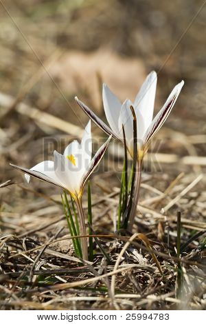 Crocus Reticulatus