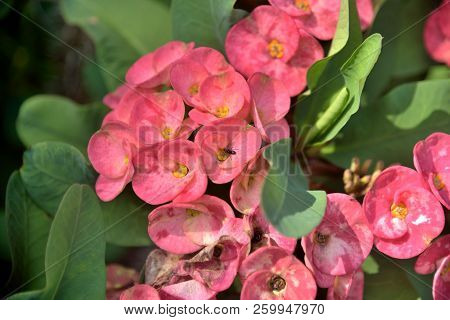 Euphobia Milli Red Flowers In Nature Background