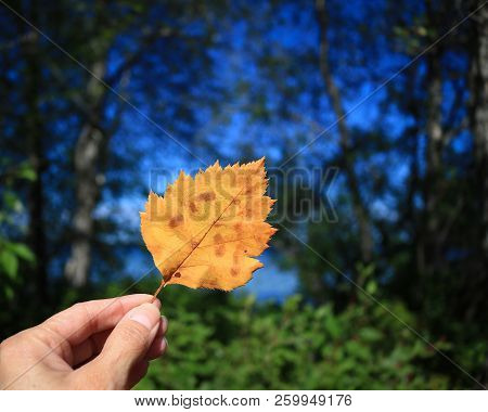 Hand Holding A Yellow Autumn Leaf Against A Forest Background