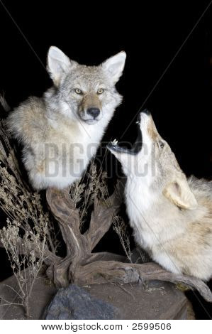 Coyote Ululante