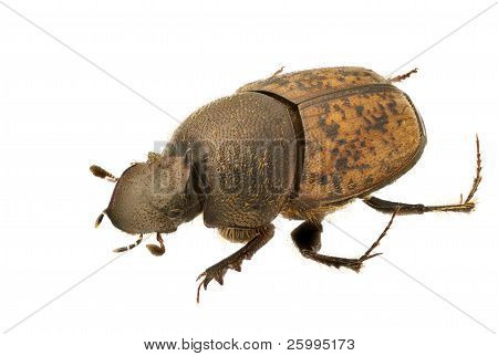 Onthophagus Fracticornis