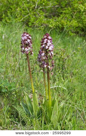 Orchis Purpurea