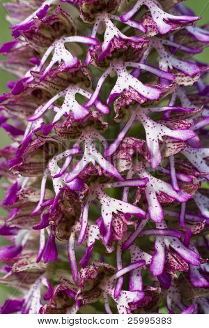 Orchis Purpurea X Simia