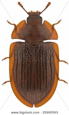 Ostoma Ferruginea