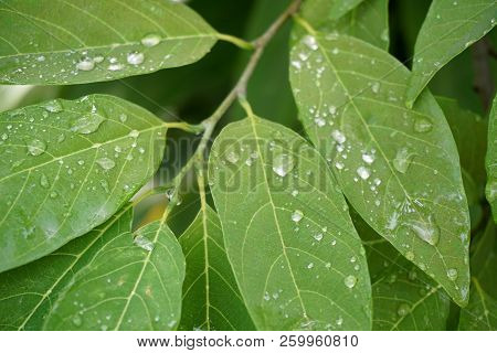 Drops On Green Annona Squamosa Leaves In Nature Garden
