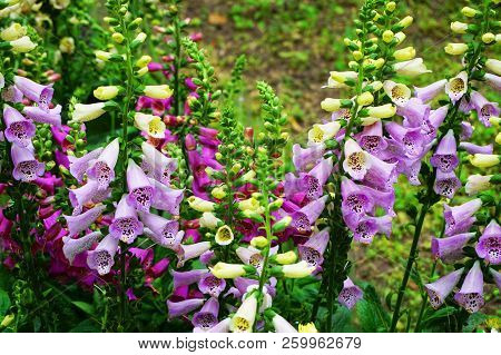 Violet Digitalis Plant As Very Nice Natural Background