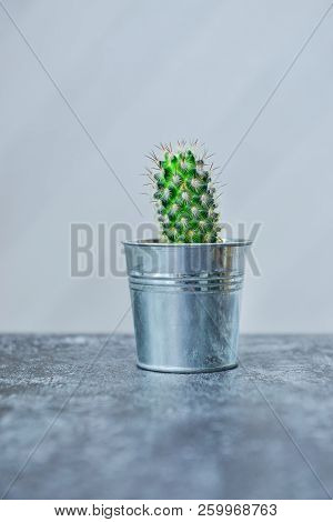 Houseplant, Cactus, Mamilyaria In A Metal Flowerpot On Gray Table