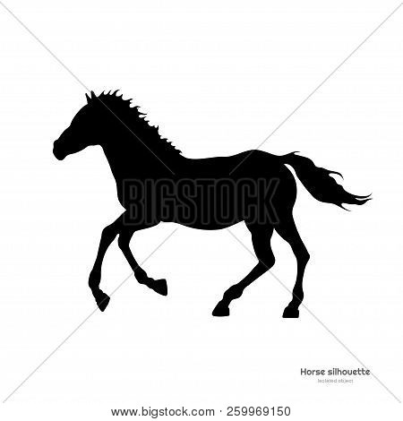 Black Silhouette Of Running Foal. Isolated Detailed Drawing Of Horse On White Background. Side View