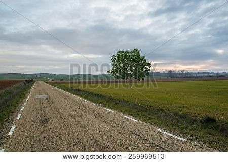 Lonely Tree On A Road At Sunset