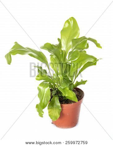 Asplenium Nidus Plant In Front Of White Background