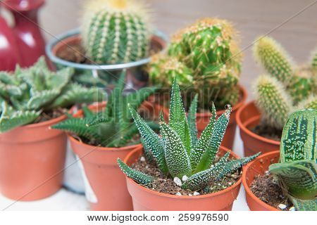 Group Of Cacti And Succulents In Small Pots. Plant Growing, Succulents Theme.