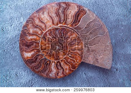 Ammonite, Fossilized Shell On Blue Background, Natural Fractal. Fossil, Decorative Stones, Miracles 