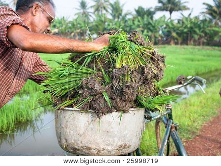 印度喀拉拉邦-1 月 28日： 运输的稻田稻田，2009 年 1 月 28 日到自行车上。Ker
