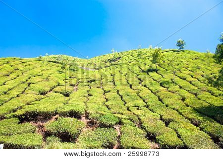 Čajové plantáže v Cardamam horách. Munnar, Kerala, Indie