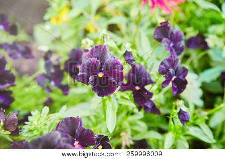 Violet Blossoming Flower Viola Tricolor Selective Focus