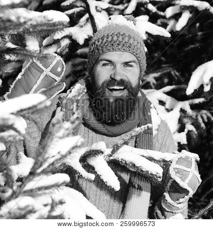 Macho With Beard And Mustache Hiding Between Firtrees Branches.
