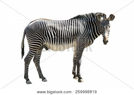 Zebra Isolated On White